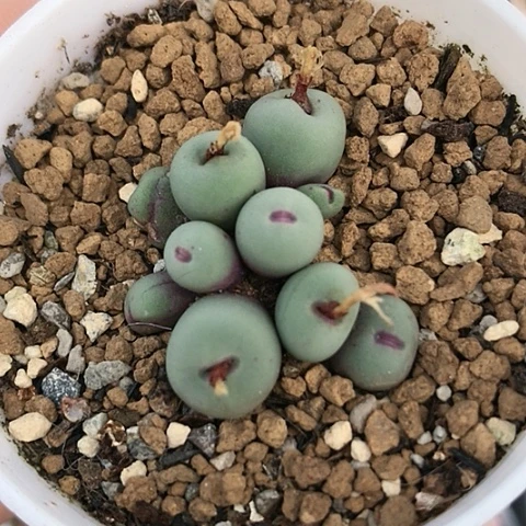 多肉肉锥 10头 1380B红嘴