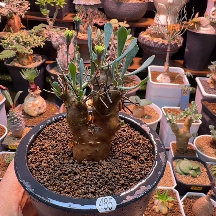 刺烛厚墩菊485 仙人掌