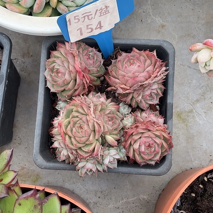 冰***淋七彩珍妮多肉植物