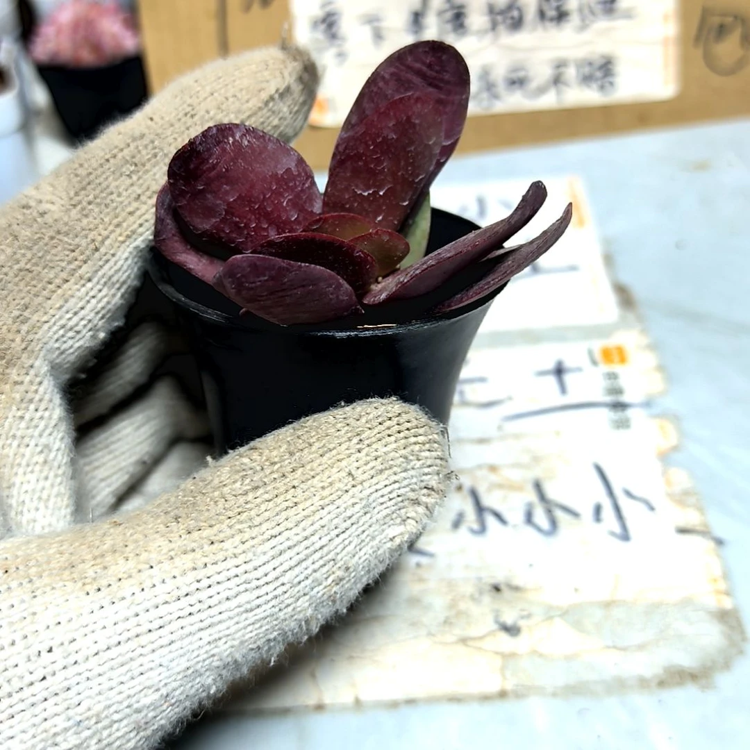 满9元包邮，紫蝶一颗