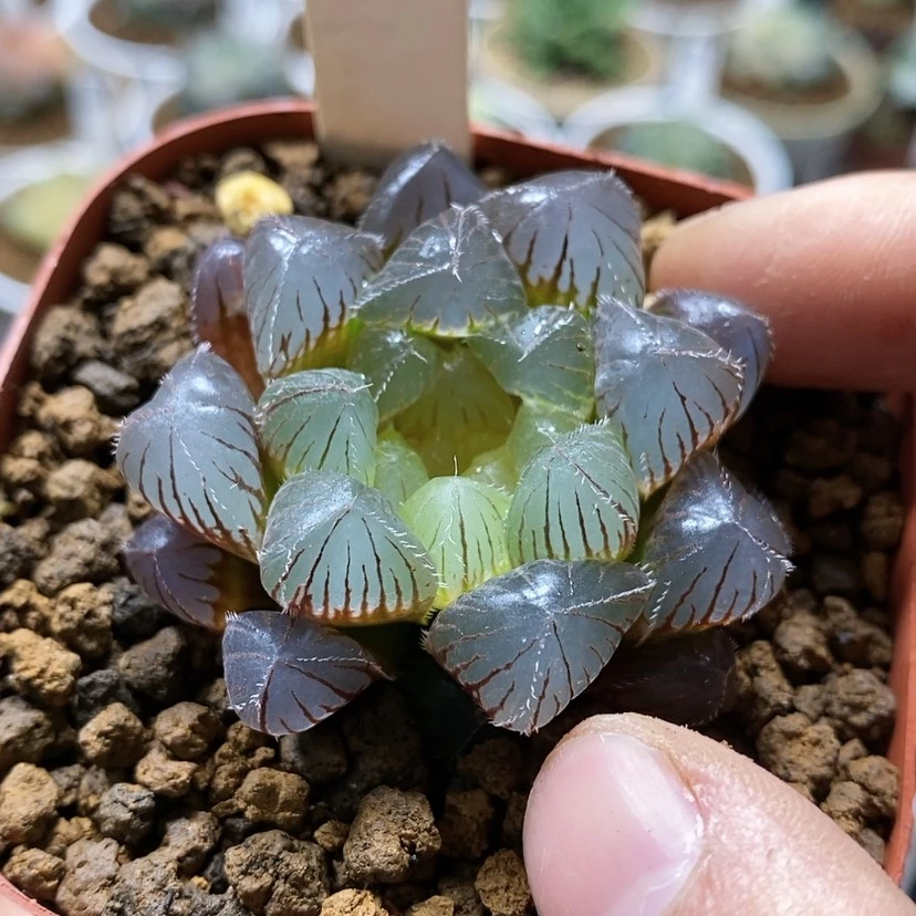 【闪购商品】117洛神