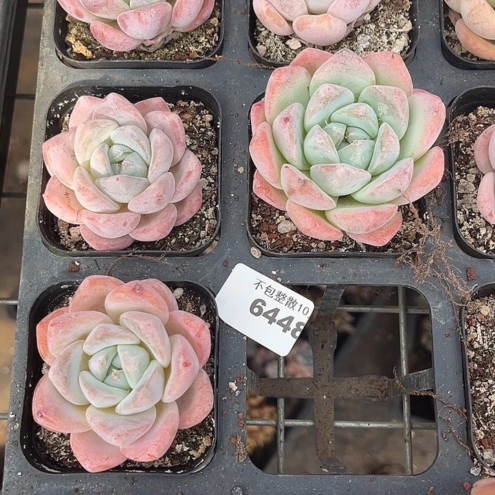 阿雅园艺。      6448冰橙三颗