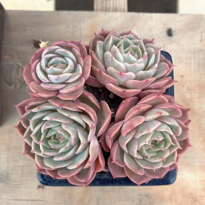 多肉植物 昂斯诺-4