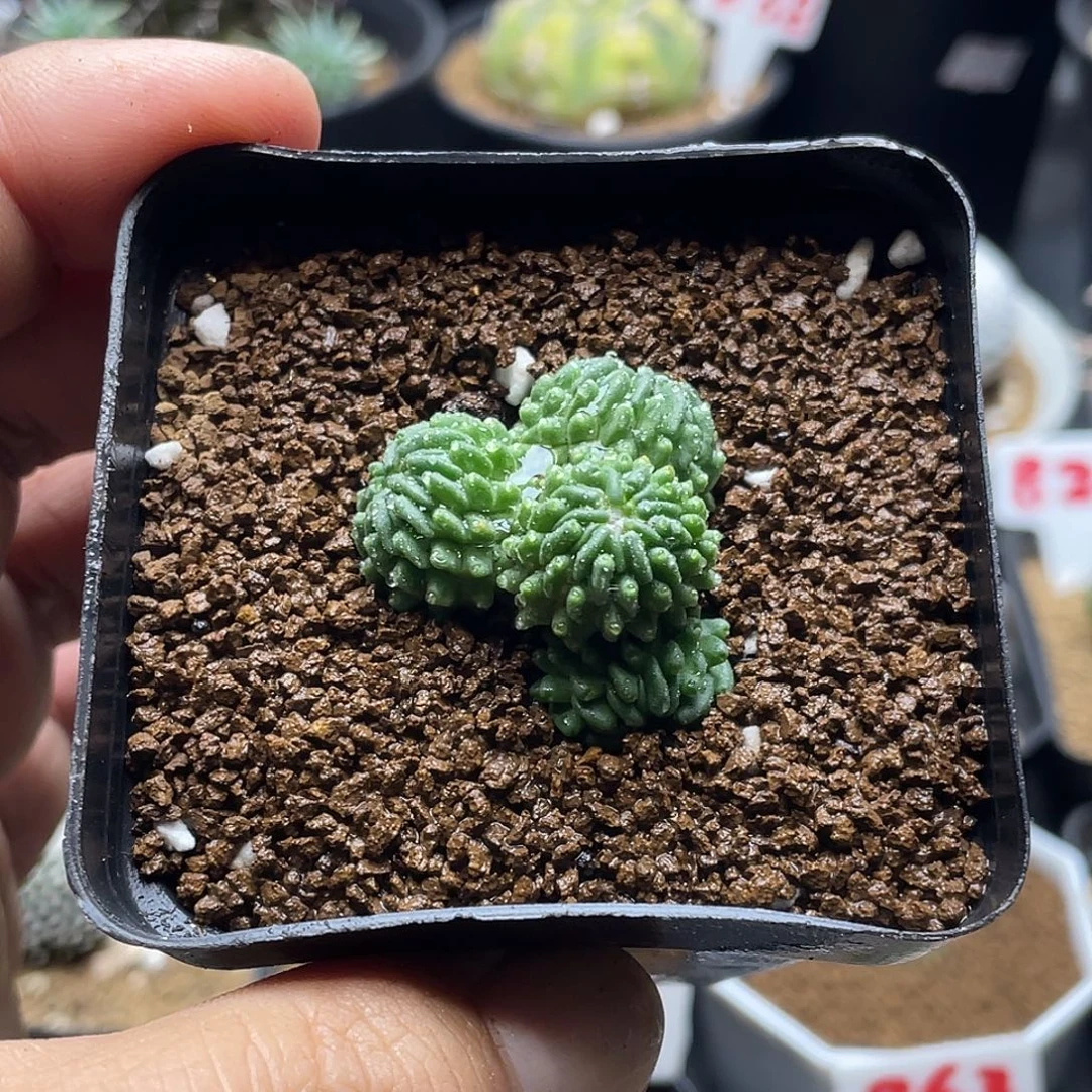 4头蝌蚪丸 带盆土发货