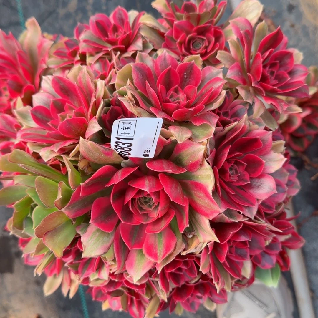 搞****！6831女妖有断枝多肉多肉