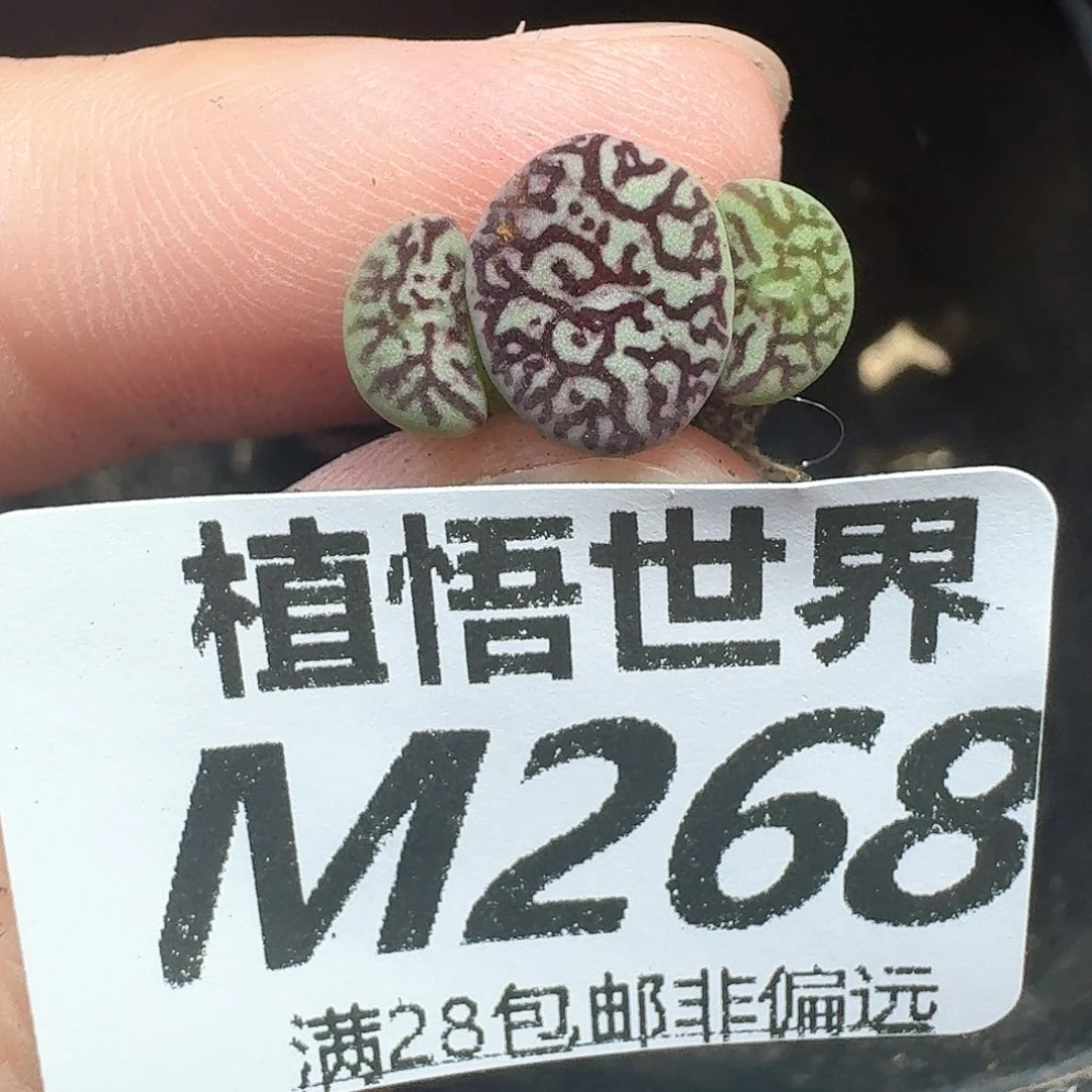 多肉植物的润泽肉吃v