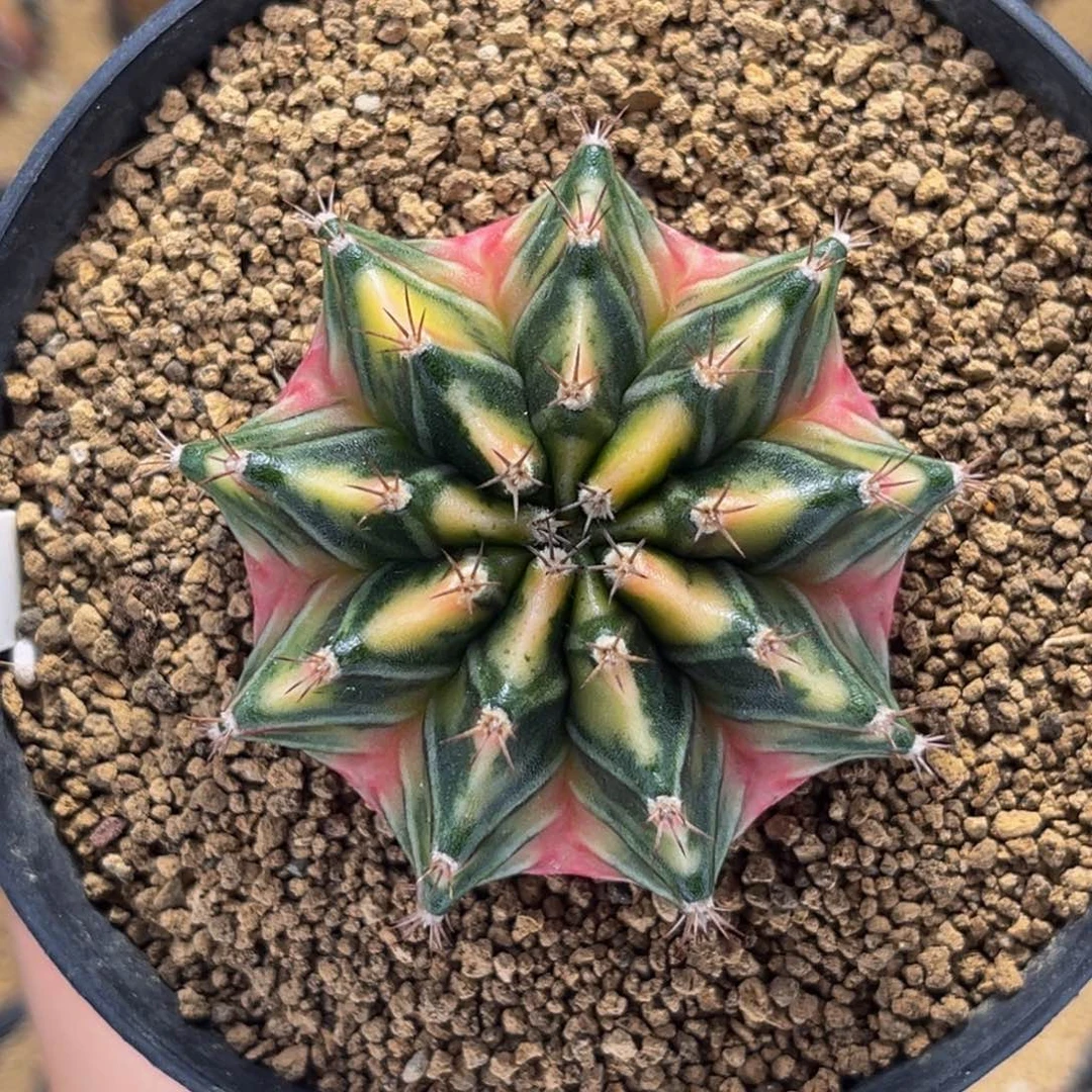 爱丽丝实生 米哈仙人球