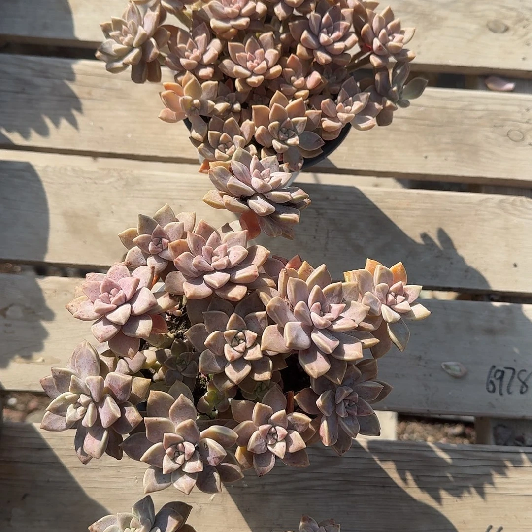 阿轮配多肉植物精品