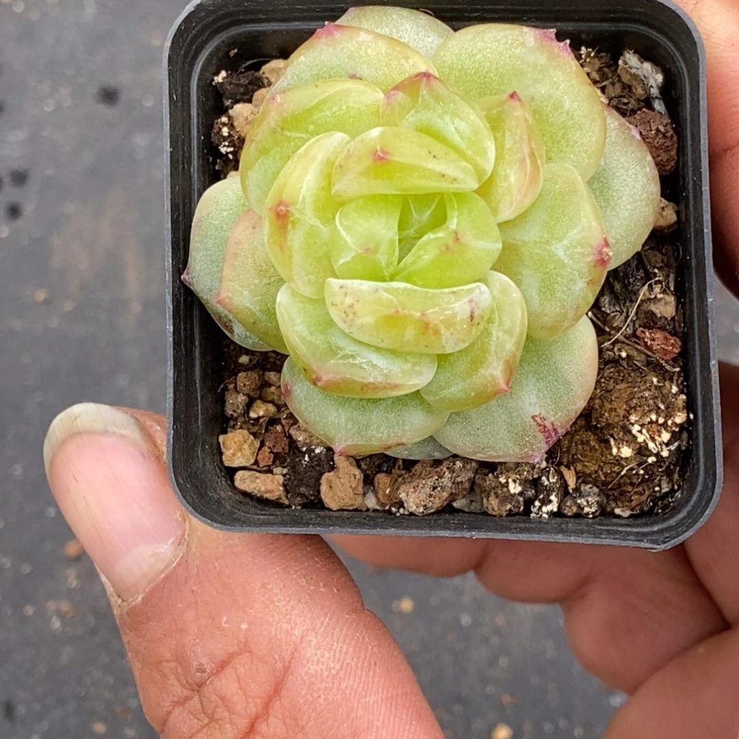 天官赐福百无禁忌