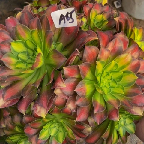 韶华多肉植物一物一拍65多肉不包断