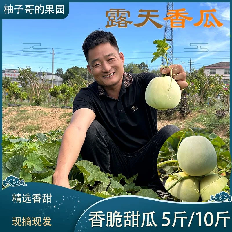 【柚子哥生态果园】现摘露天香瓜皮薄肉厚香脆多汁 5斤装顺丰包邮