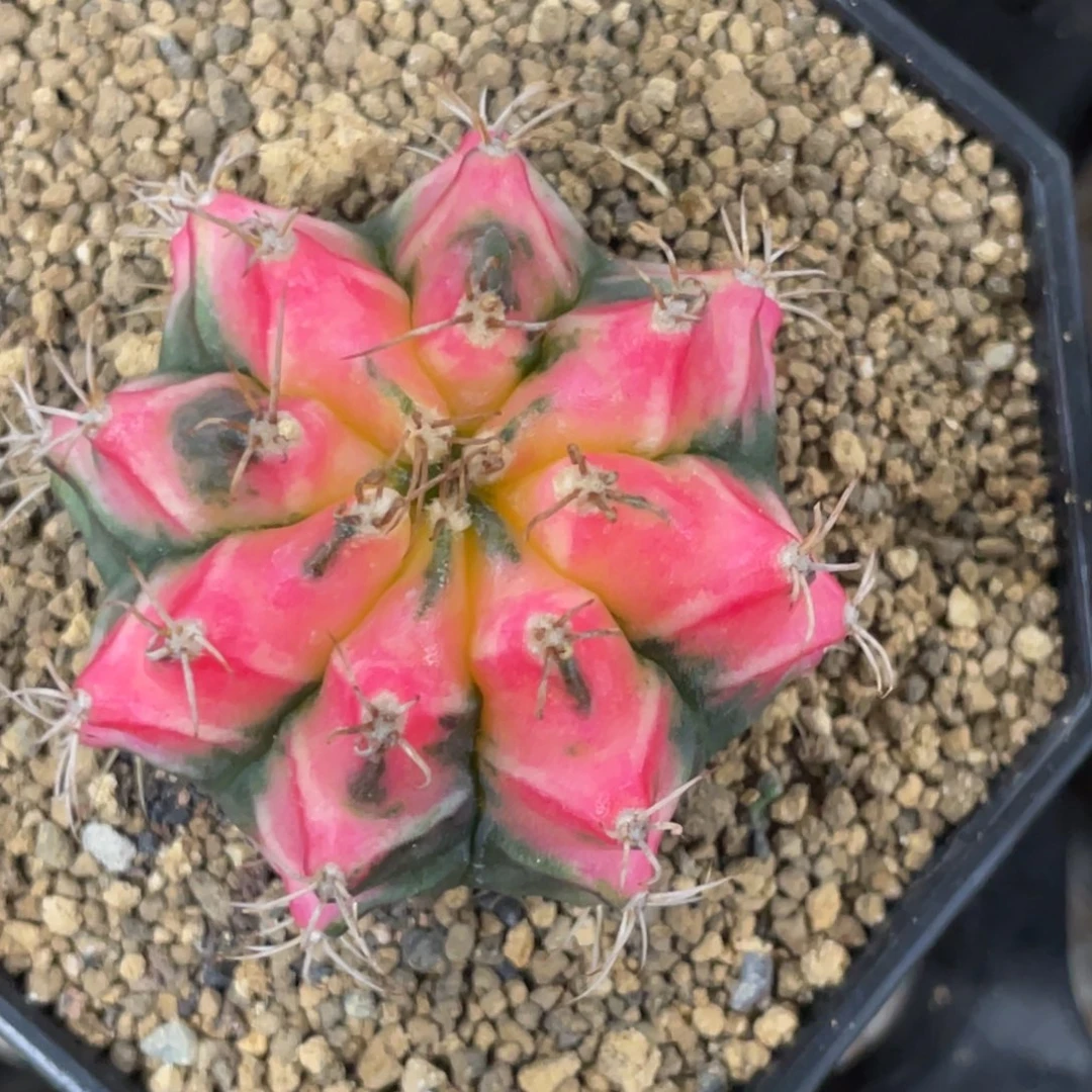 当前无花朵，栽培后可花朵水晶