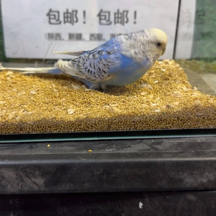 虎皮鹦鹉大头虎皮鹦鹉