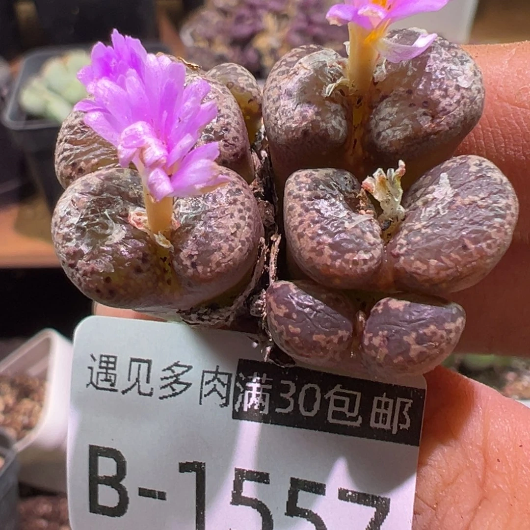 多肉植物111111111111