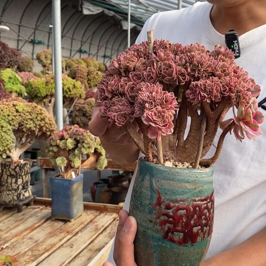 粉女巫缀化不带盆土