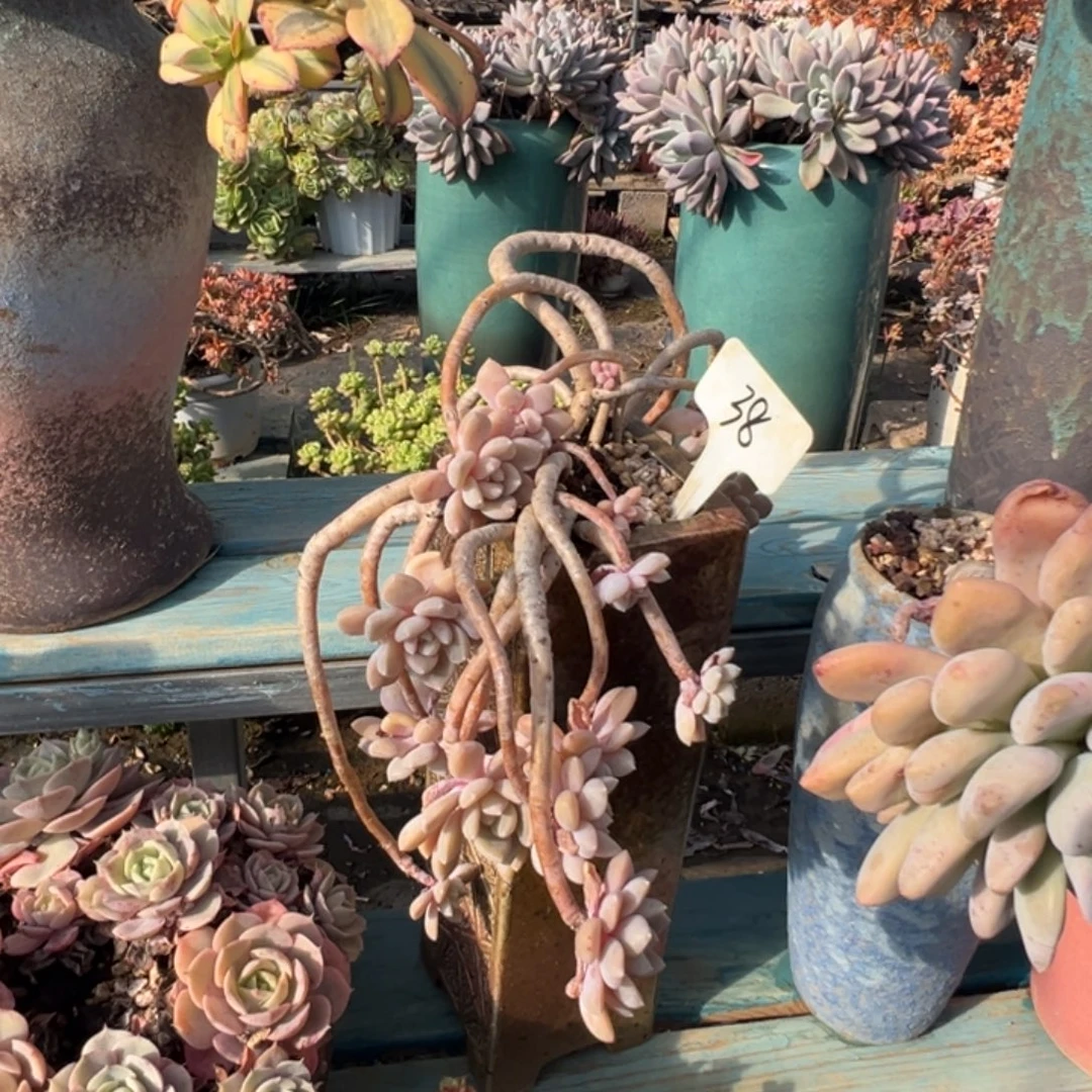 精品克洛伊妖桩特价 裸肉