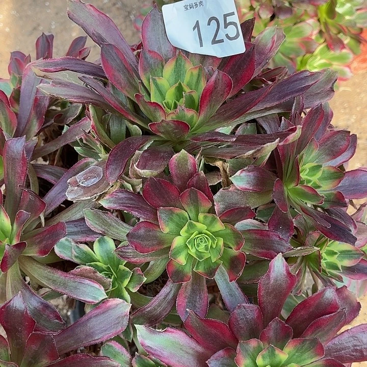 125号一物一拍安娜4棚