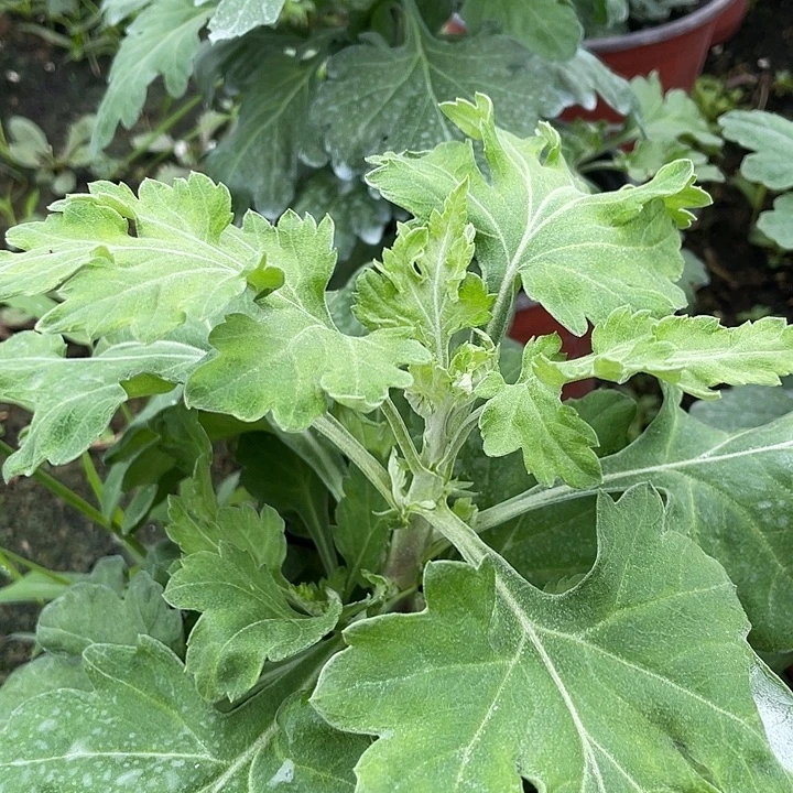完全开放养殖后开花