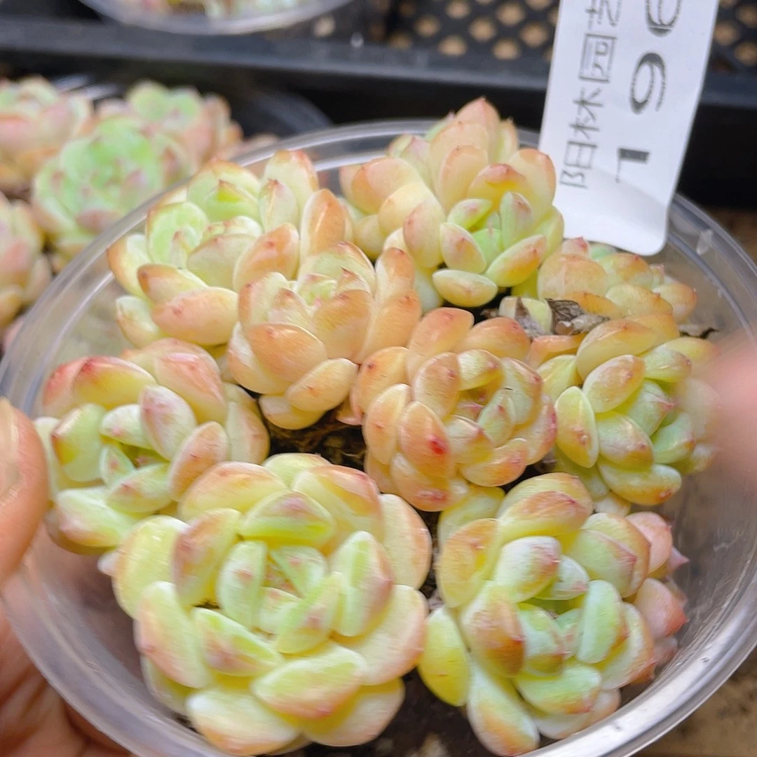 多肉植物多肉植物196