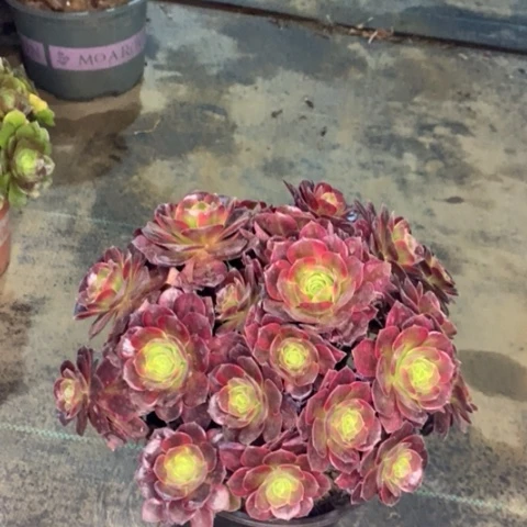 安娜多肉植物054