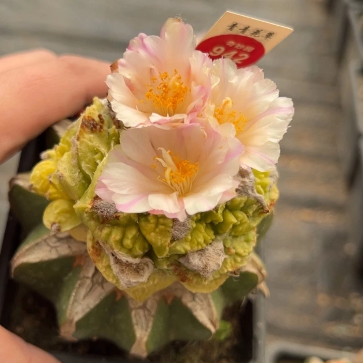 嫁接开花带崽牡丹锦一棵有斑