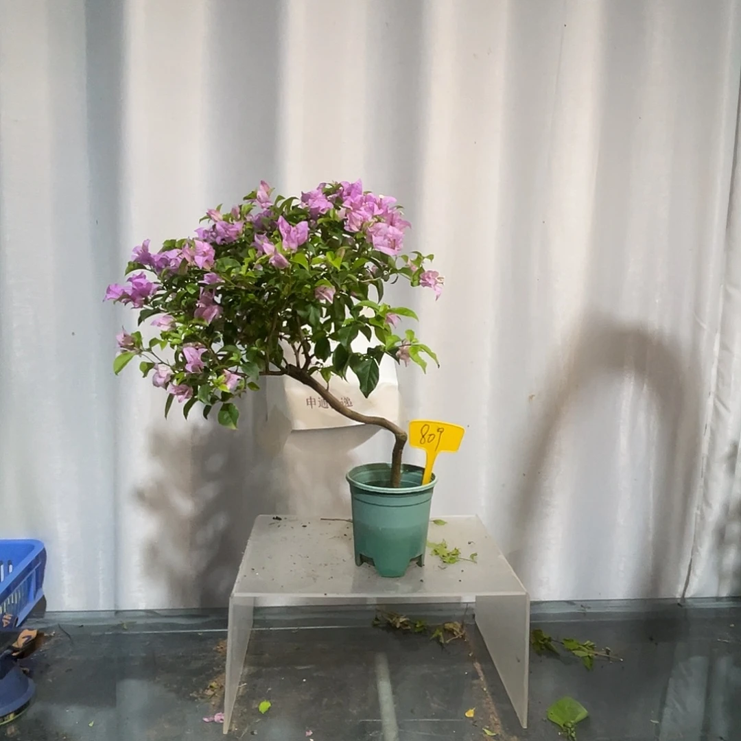 当前无花栽培后可以开花809巴西紫扦插