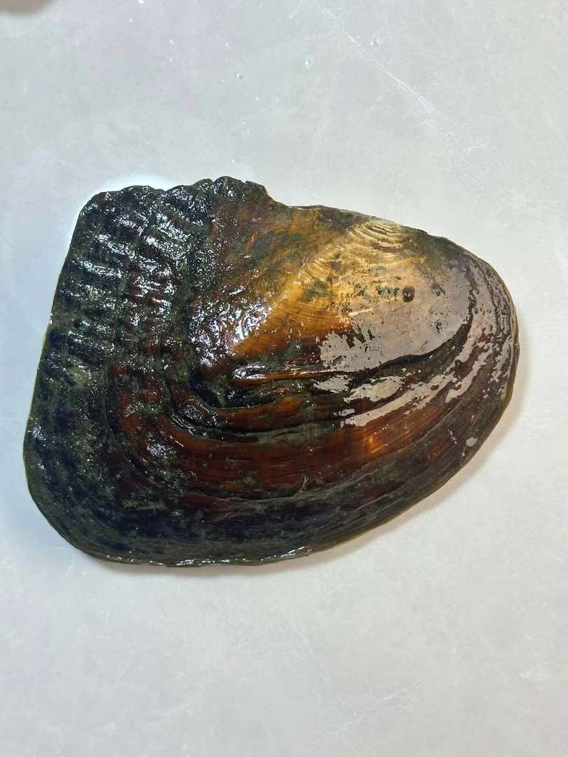 河蚌现开现发DIY珍珠（巴洛克）