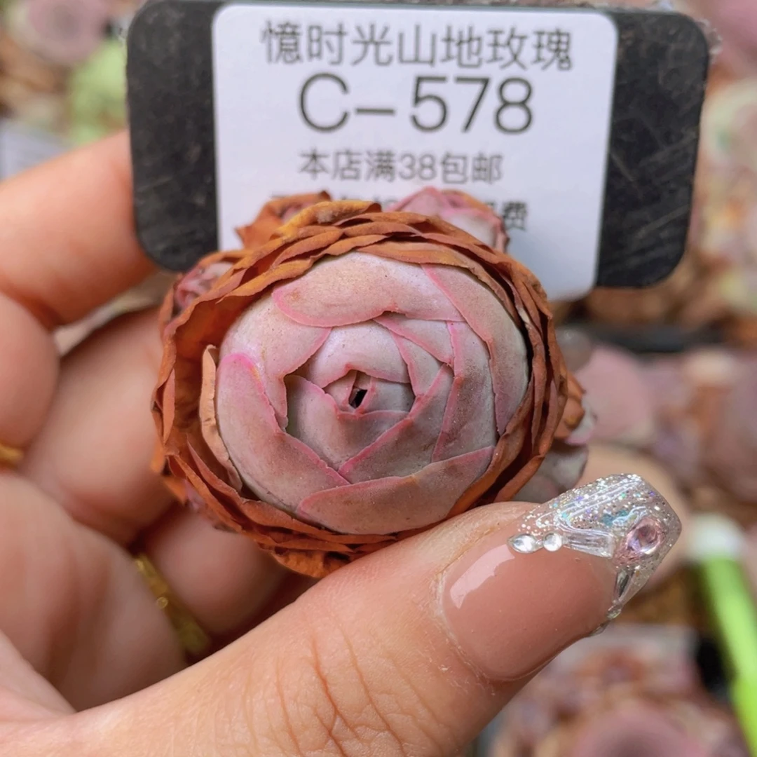 山地玫瑰C578裸根发货断枝不包损不售后