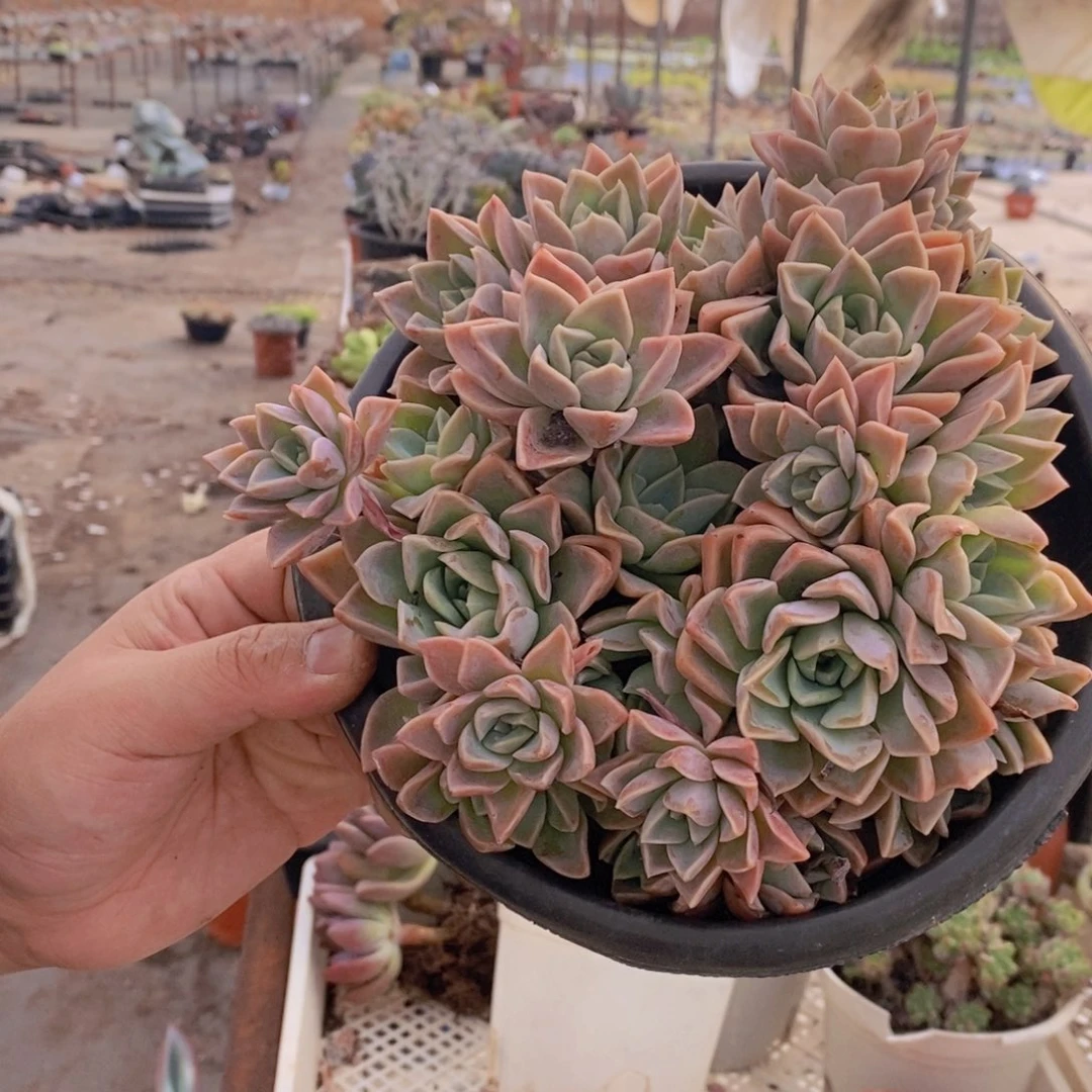 哈利沃森朵朵型两盆