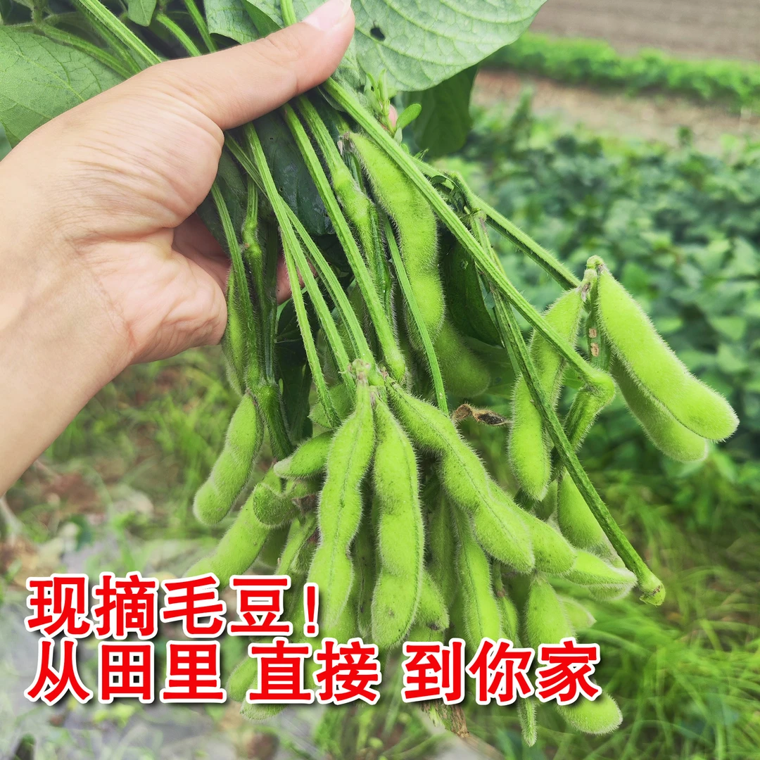 毛豆湖北农家露天种植毛豆薄皮新鲜带壳不泡水现摘应季毛豆嫩豆荚