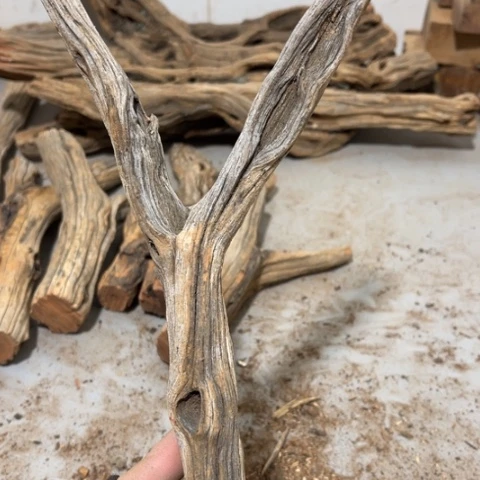 大果紫檀（缅甸花梨）文*