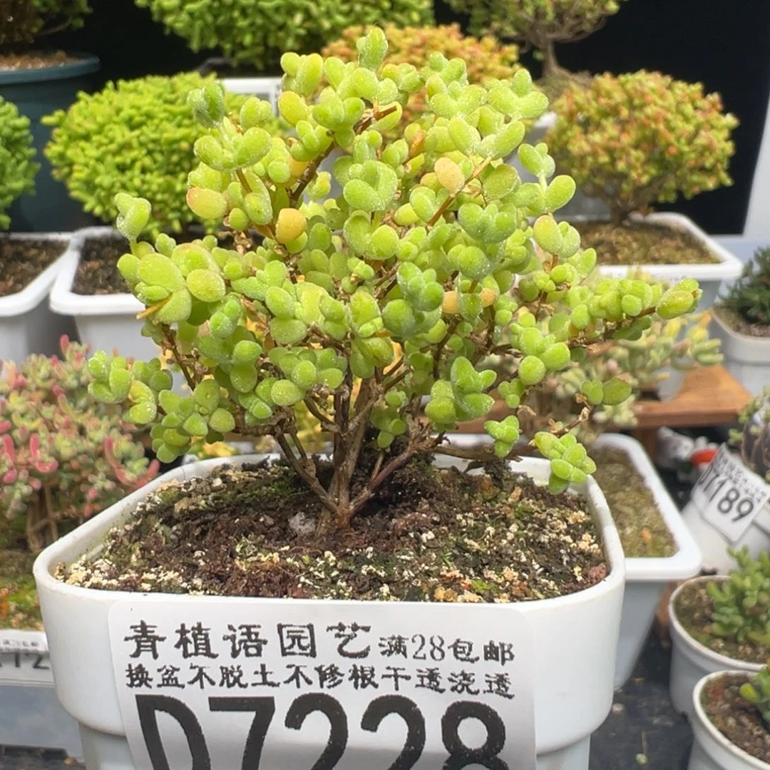 D7228黄金莱斯枝干