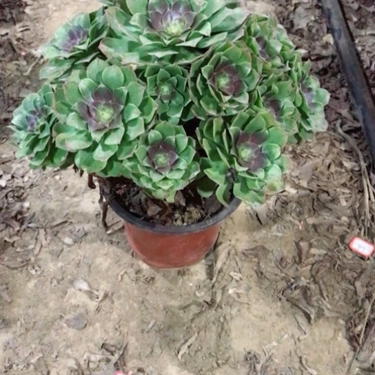 小***小万圣节法师多肉植物13