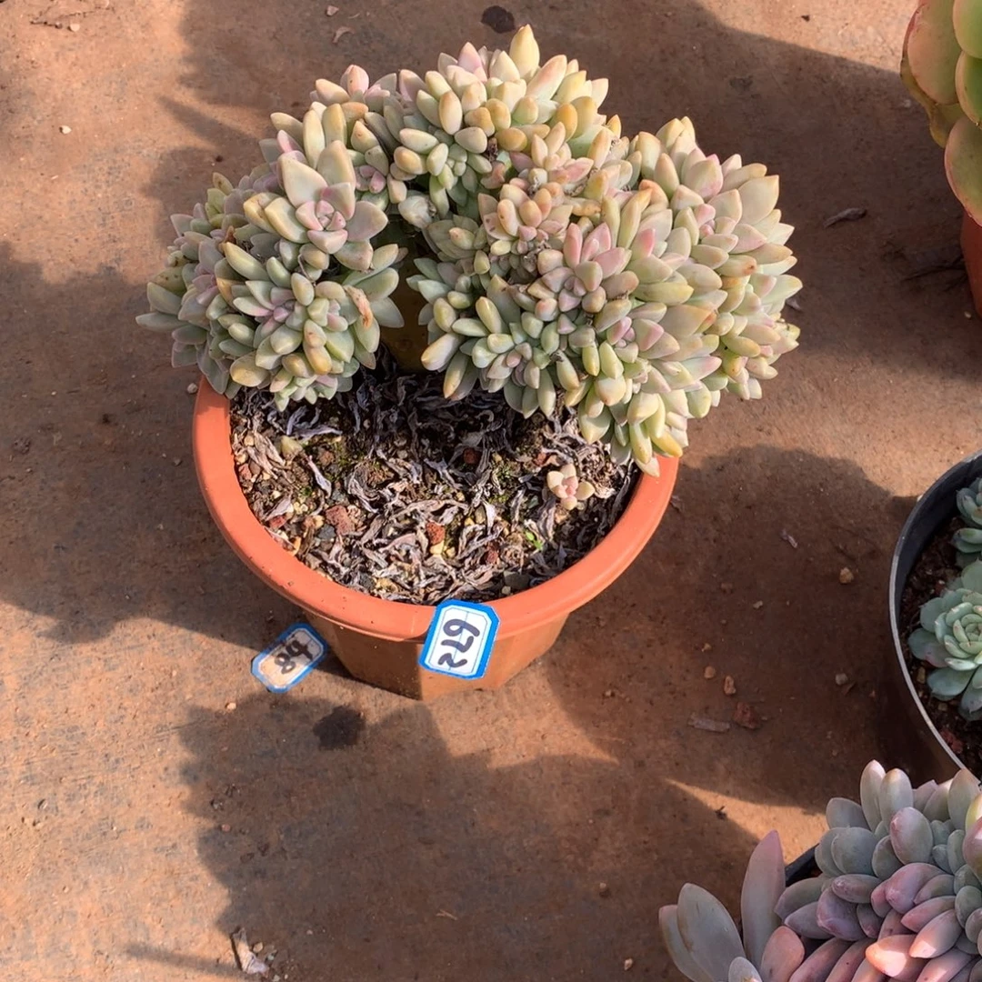 672淡雪缀 一物一拍多肉