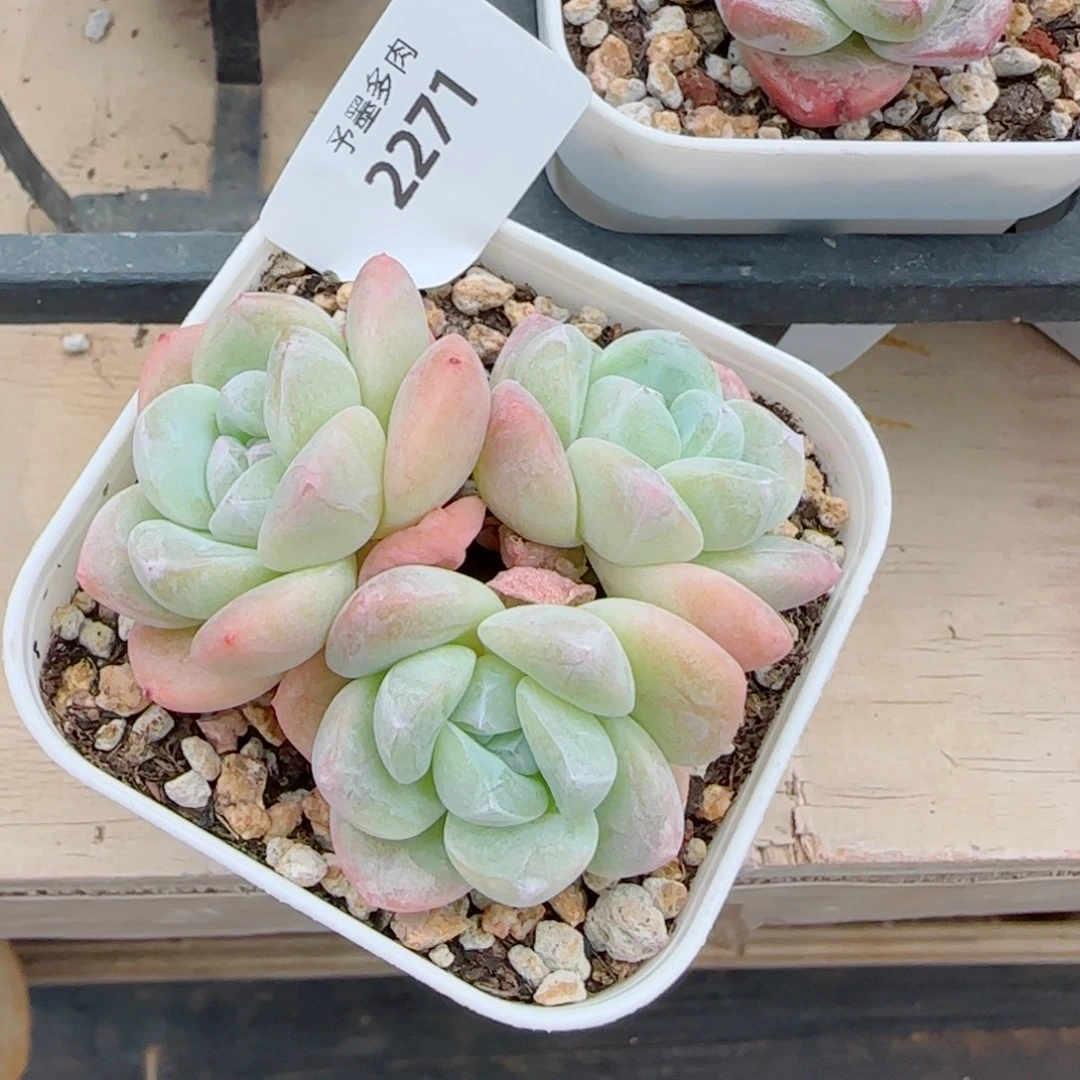 冰玉无砍，2271多肉植物