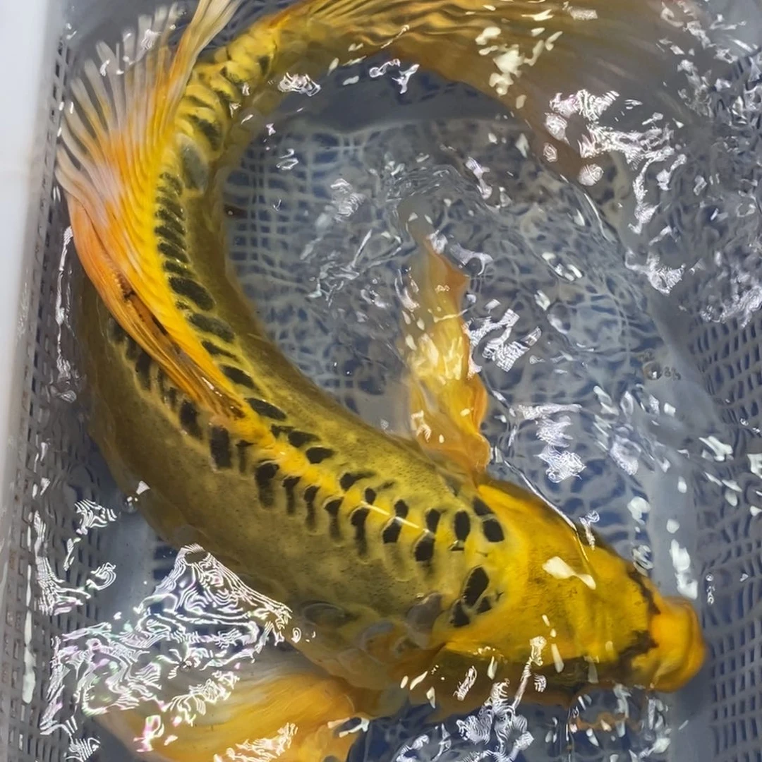 锦鲤冷水锦鲤包邮