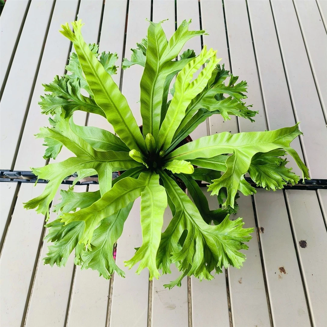 稀有鹿角鸟巢蕨水培室内好养植物家居除甲醛桌上懒人水培绿植直播