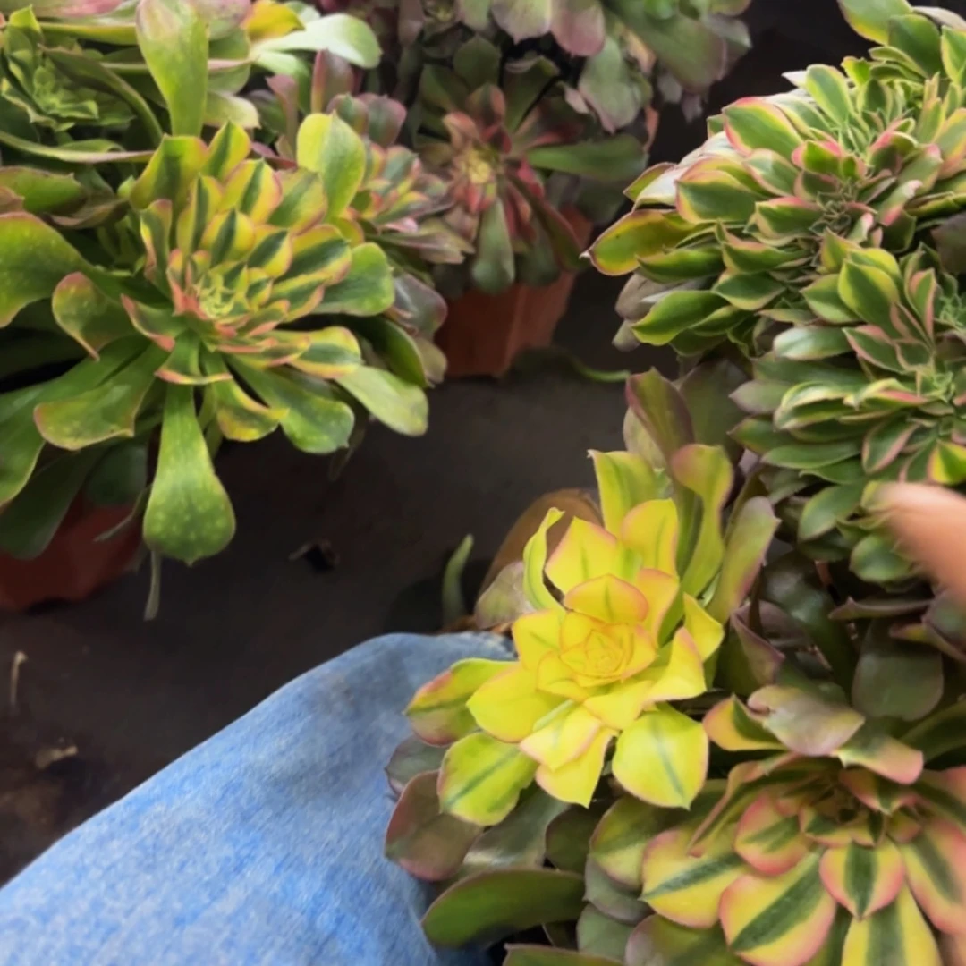 芬***芳哈哈多肉植物福利045