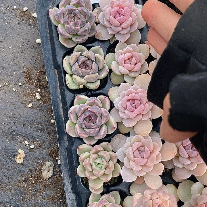 152 多肉植物盆栽花卉盆栽