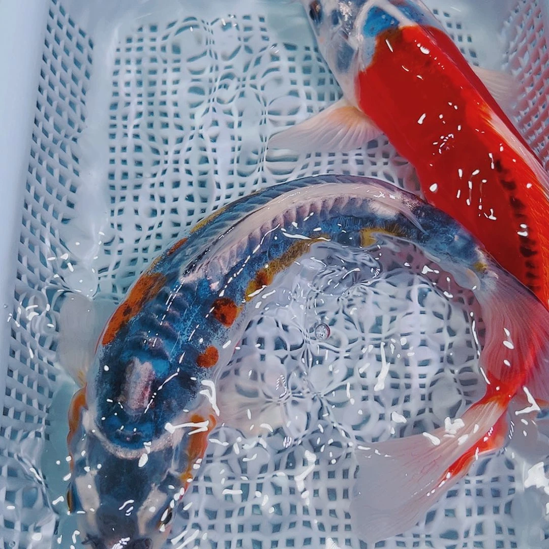 海水鱼冷水锦鲤观赏鱼120