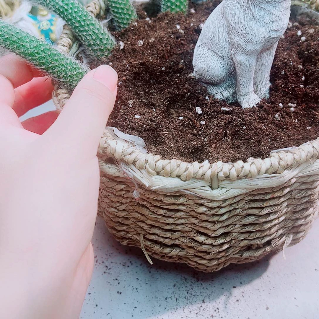 九尾狐多肉植物1颗