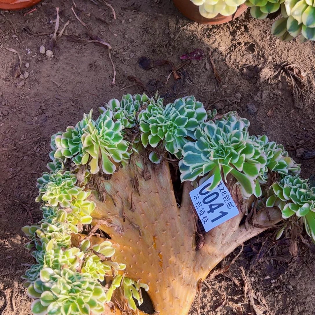白凤缀多肉植物0041无根