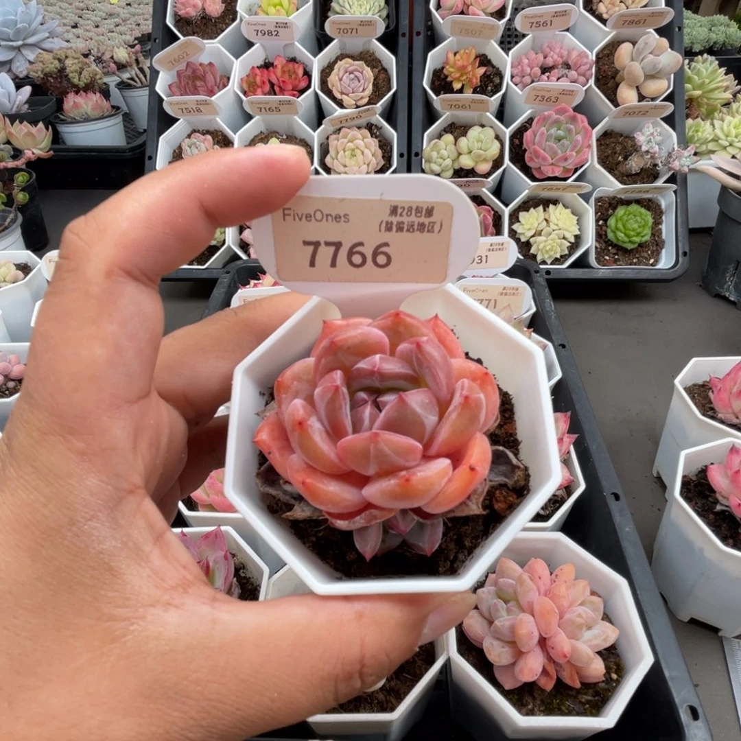 7766蜘蛛侠4.5厘米