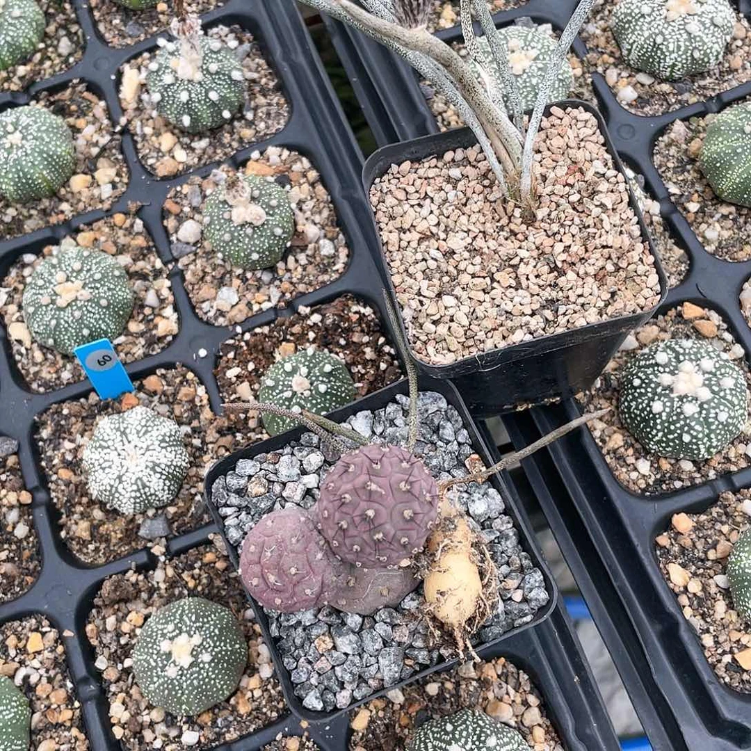 全部花朵花**梦美杜莎加习志野