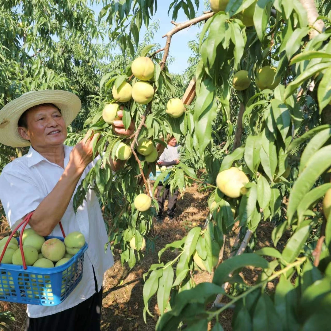 雷埠迎庆桃4斤带箱中大果脆甜多汁好吃红心白肉新鲜应季