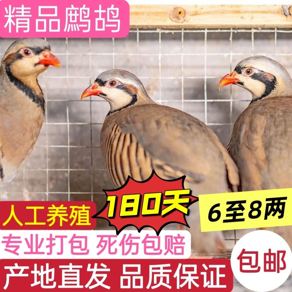 【180天农家散养】咕咕鸡 呱呱鸡 宠物鸡 宠物鸟顺丰包邮