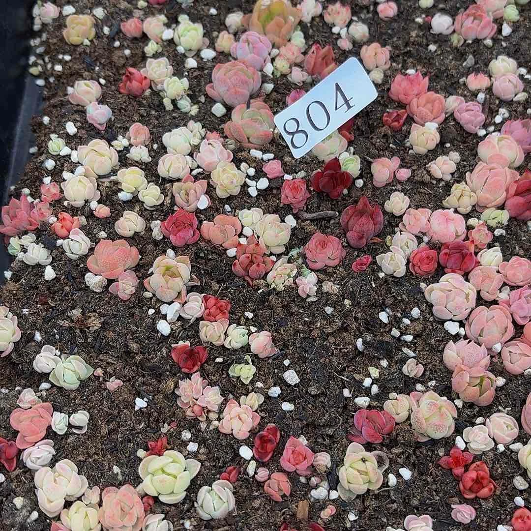 曾***在多肉植物多肉植物804
