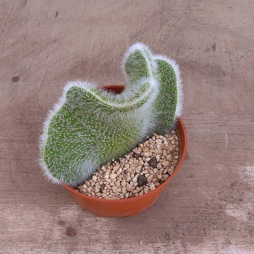 九尾狐綴化多肉植物