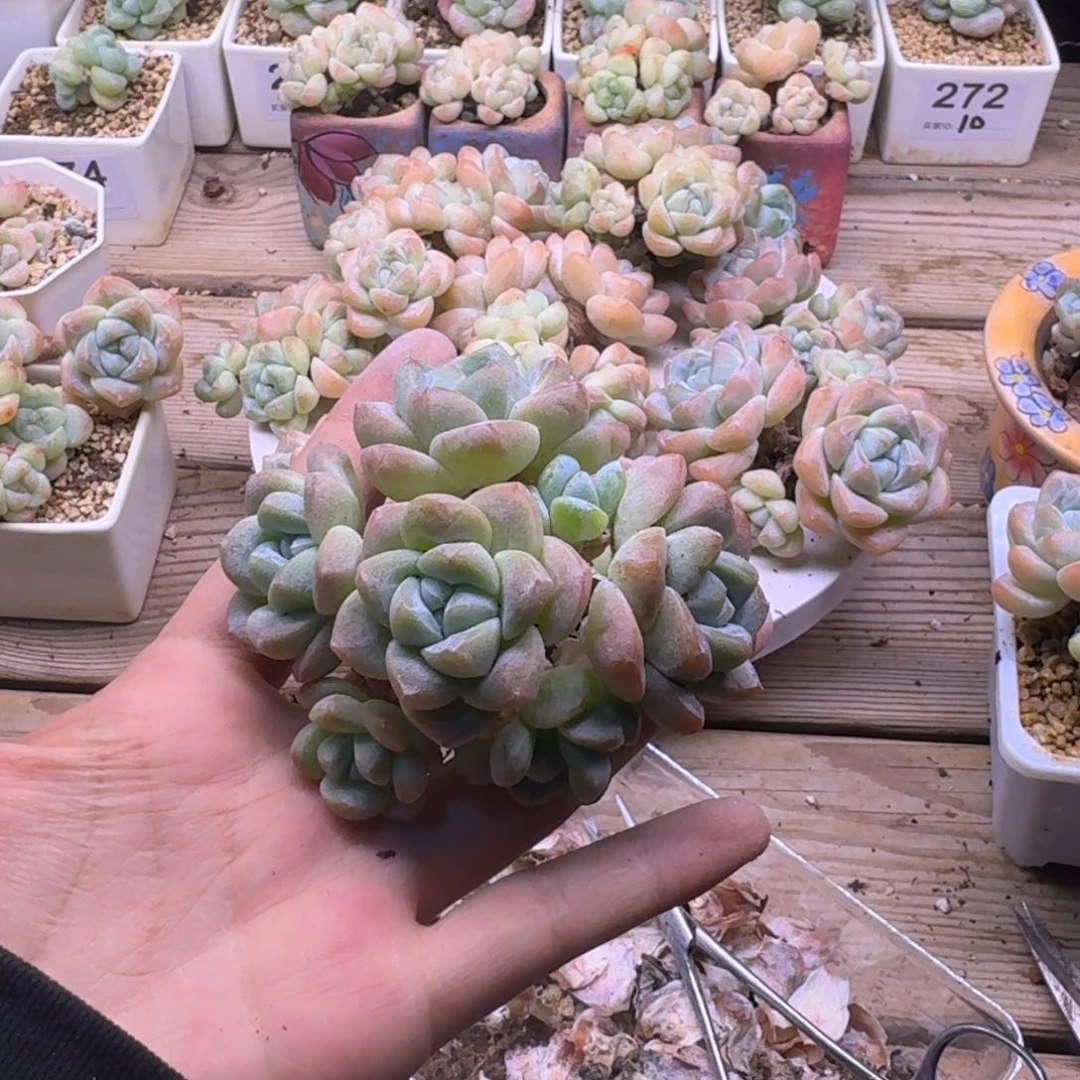 慈*冰玉爬地群30 7头