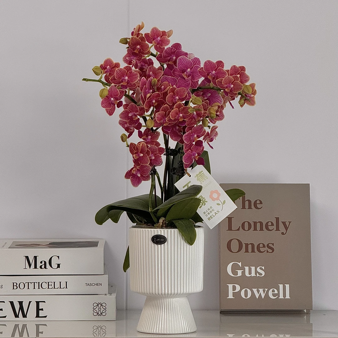 蝴蝶兰《金边玲珑》红色系花花 红红火火 基地直发  带花带苞2-4